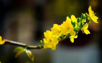 Đại sư Mãn Giác